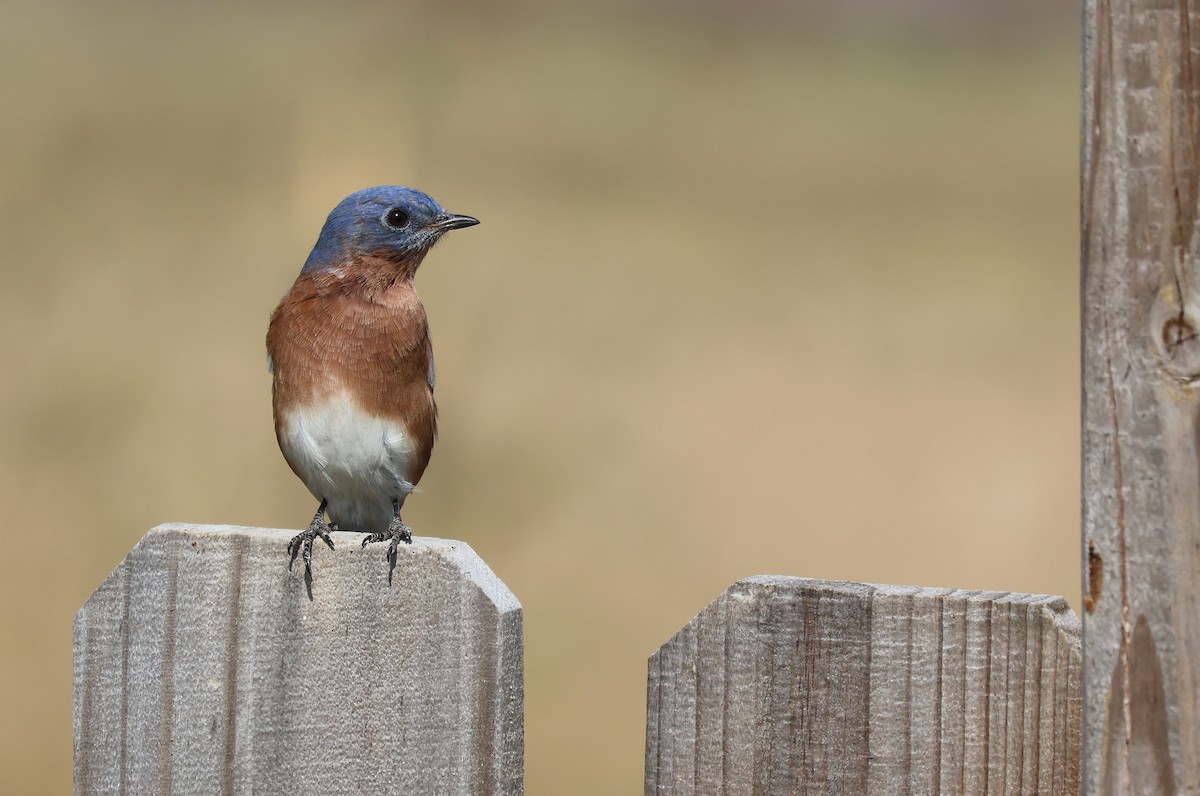 Eastern Bluebird - ML625401339