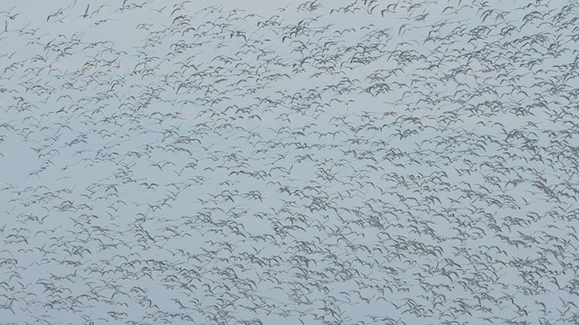 Franklin's Gull - ML625401355