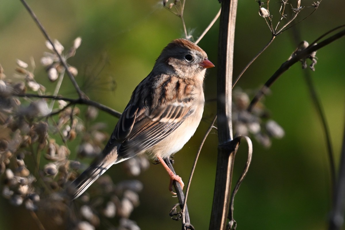 Field Sparrow - ML625401357