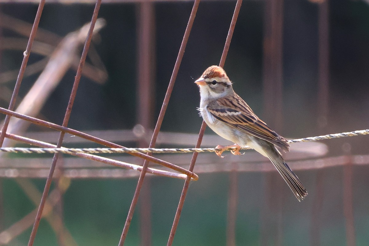 Chipping Sparrow - ML625401358