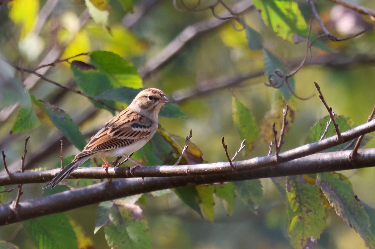 Chipping Sparrow - ML625401360