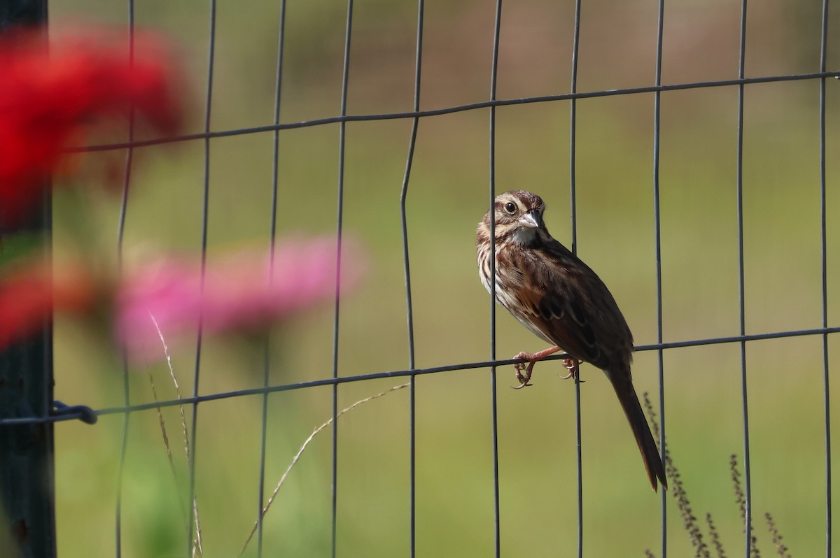 Song Sparrow - ML625401369