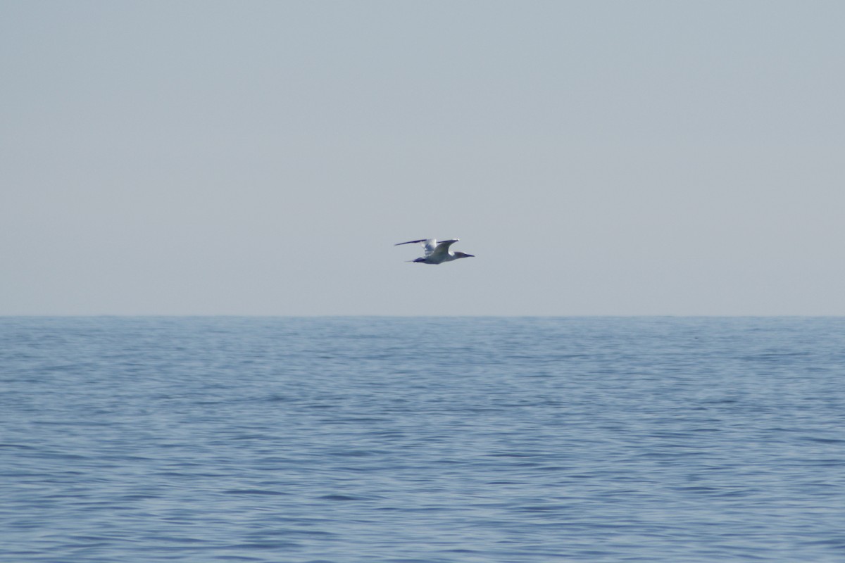 Northern Gannet - ML625401443