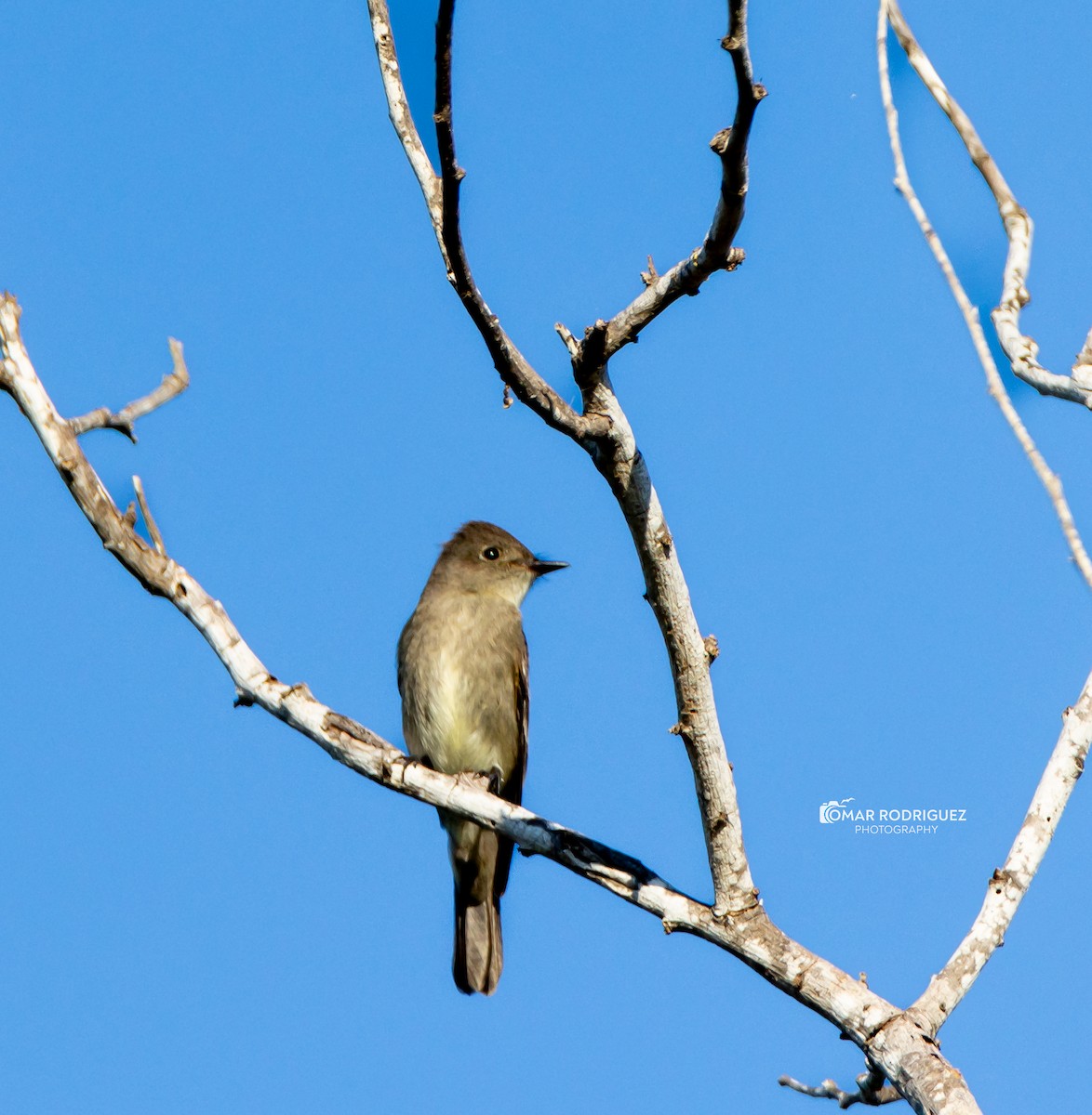 Western Wood-Pewee - ML625401489