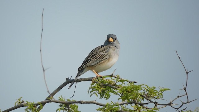 Band-tailed Sierra Finch - ML625401509