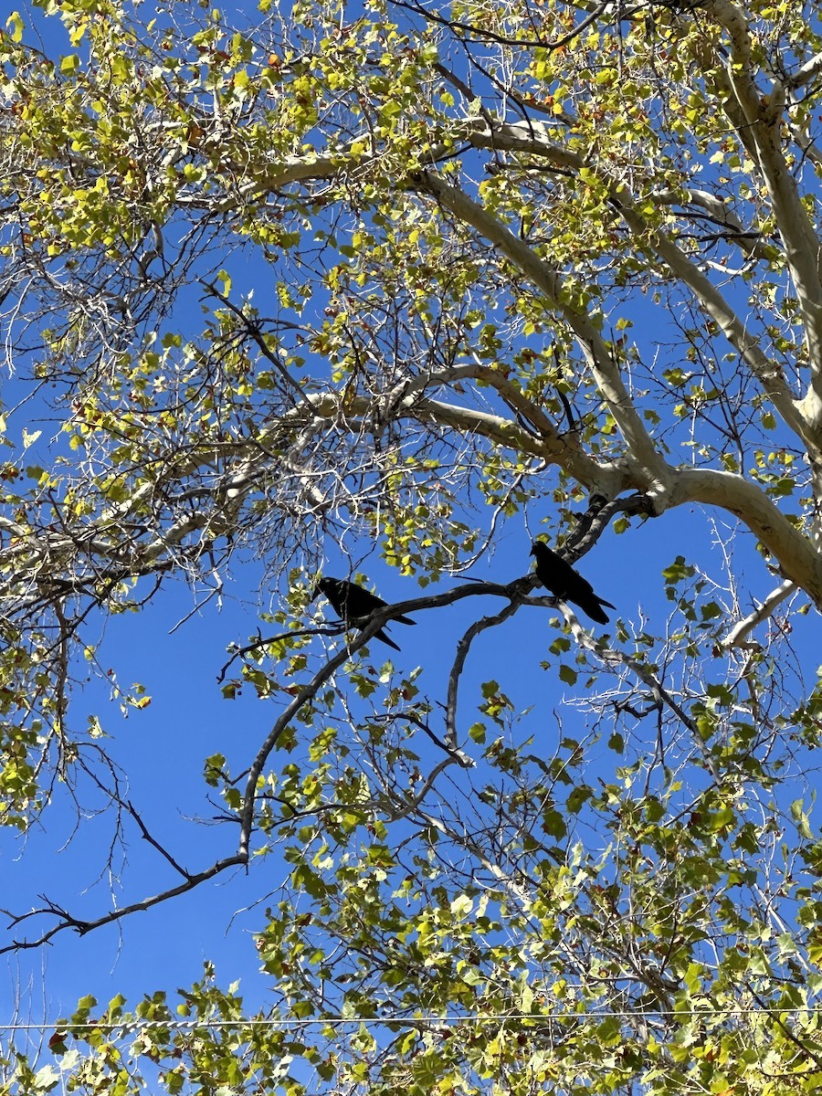 Common Raven - ML625401531