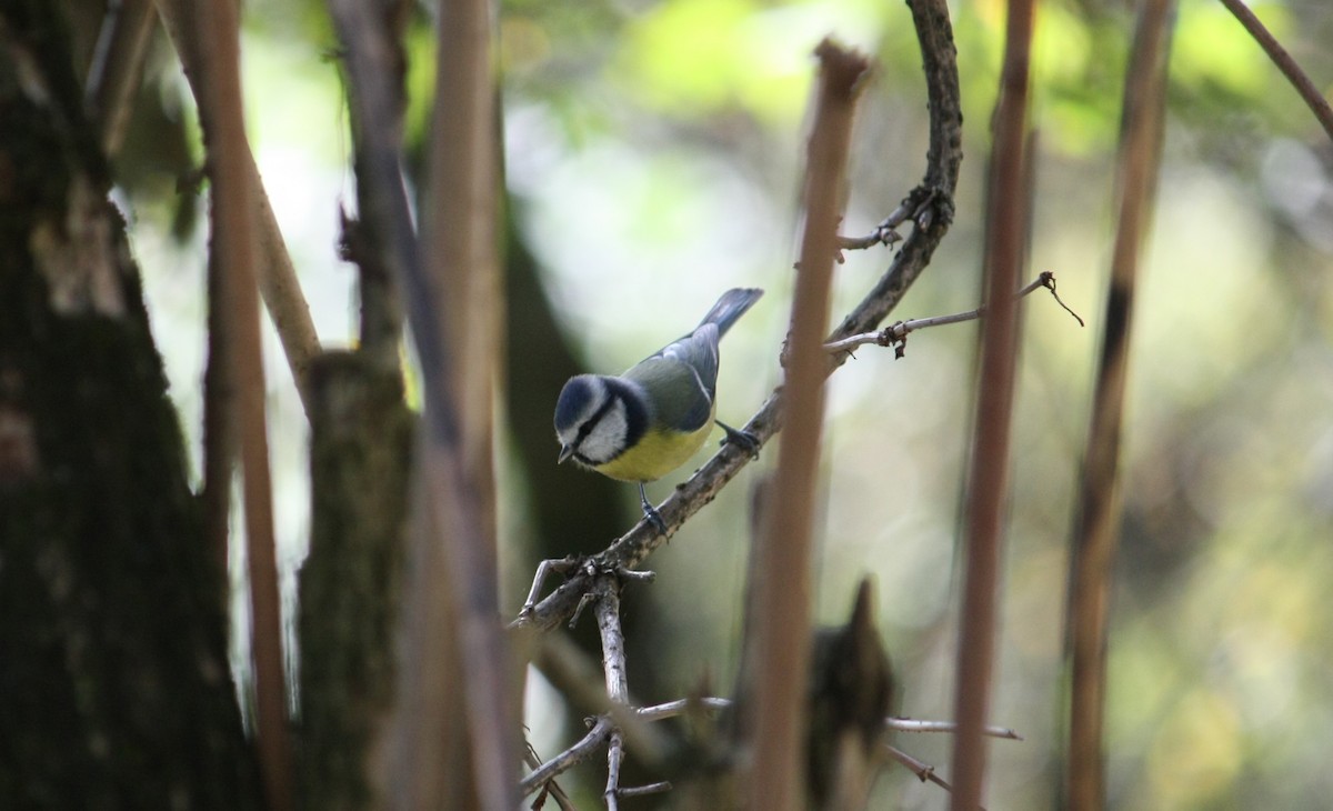 Eurasian Blue Tit - Nora Varadi