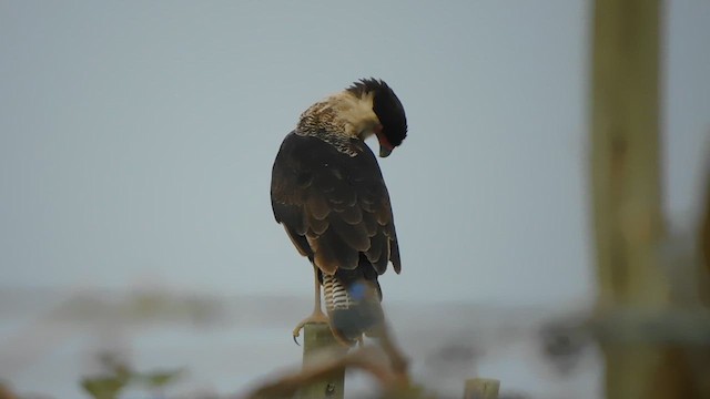 Crested Caracara - ML625401548