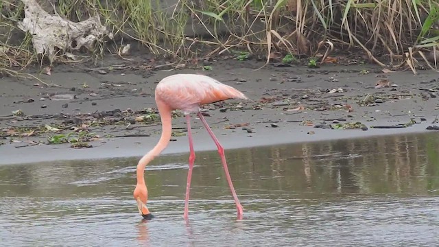 American Flamingo - ML625401565