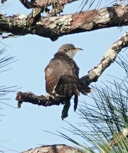 Yellow-billed Cuckoo - ML625401567