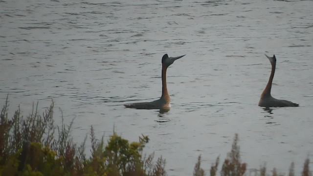 Great Grebe - ML625401585