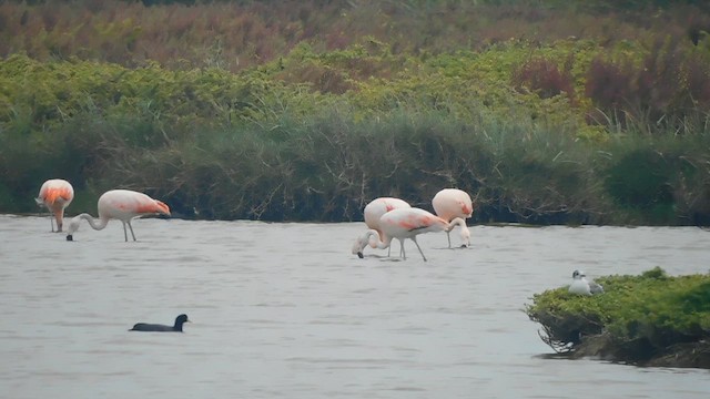 Chilean Flamingo - ML625401589