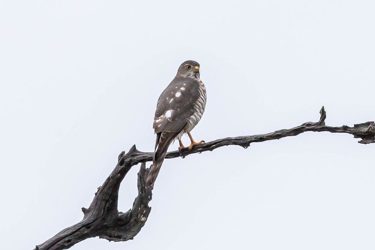 African Goshawk (Southern) - ML625401602