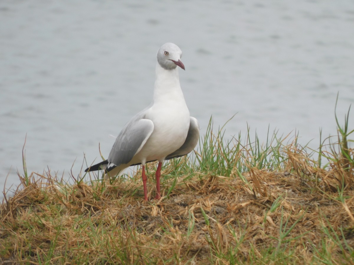 Gray-hooded Gull - ML625401608