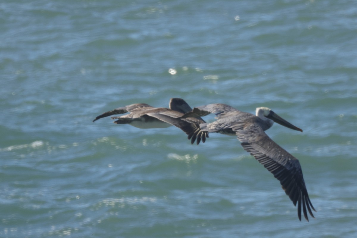 Brown Pelican - ML625401615