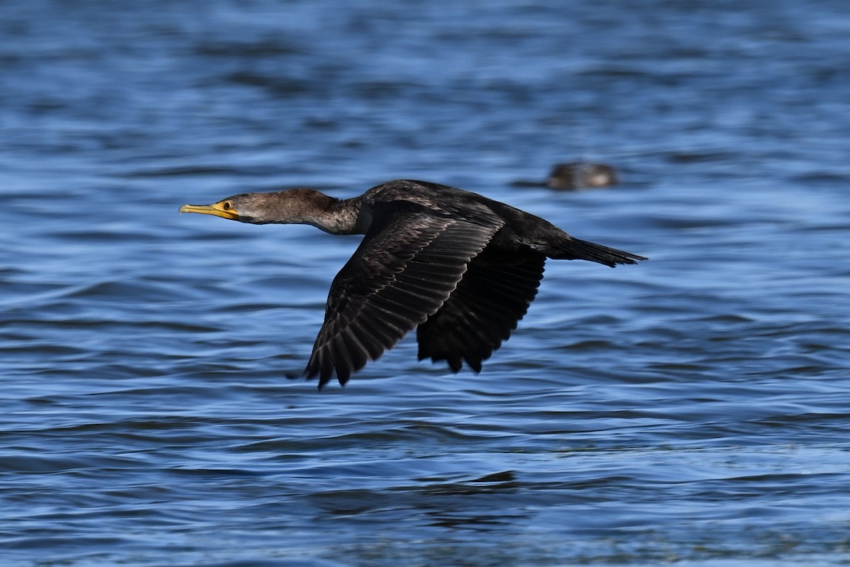 Double-crested Cormorant - ML625401622