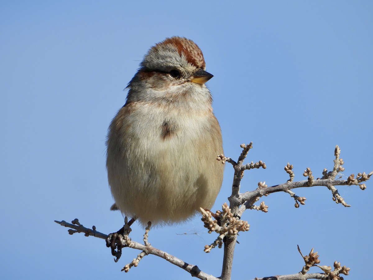 American Tree Sparrow - ML625401629