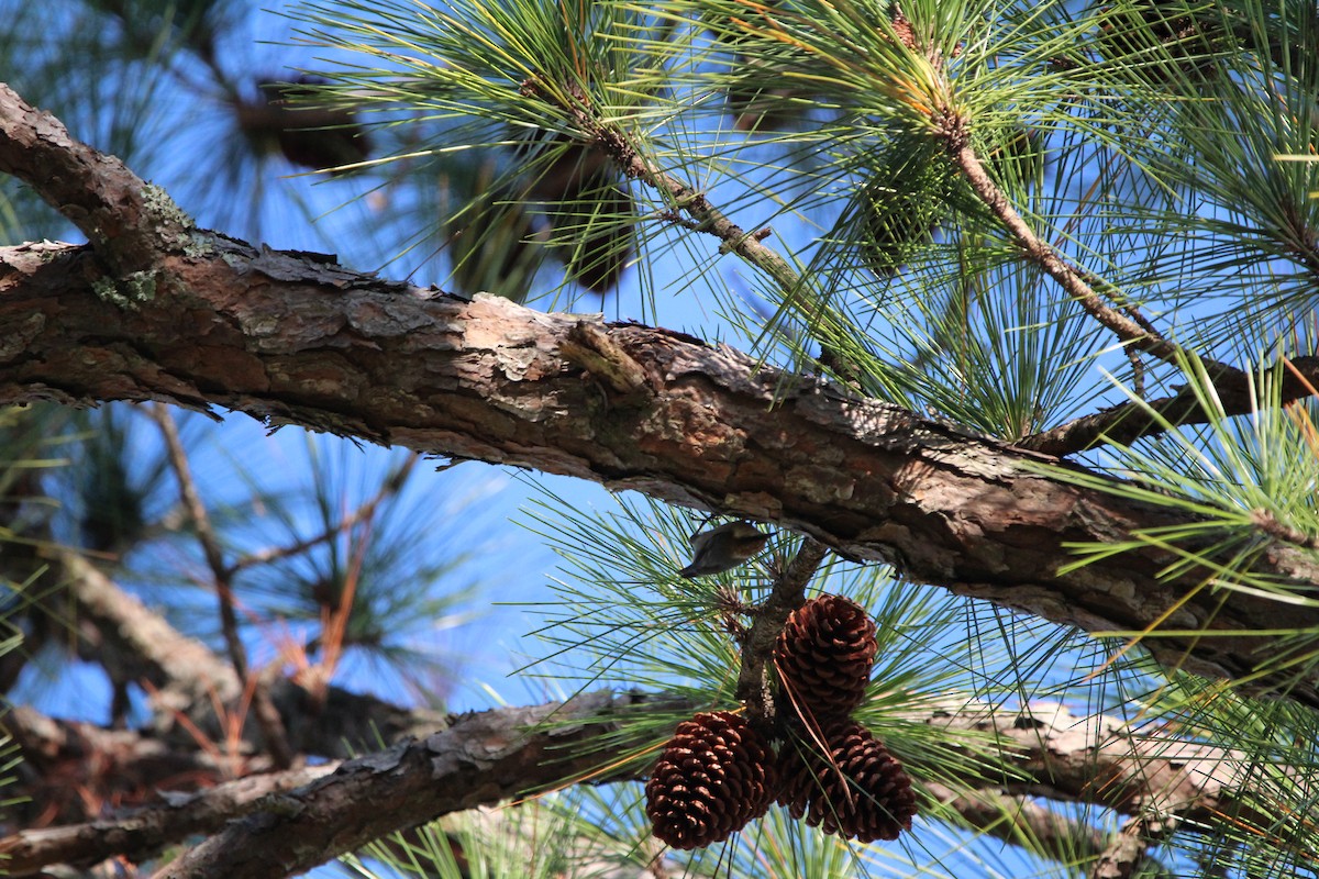 Brown-headed Nuthatch - ML625401639