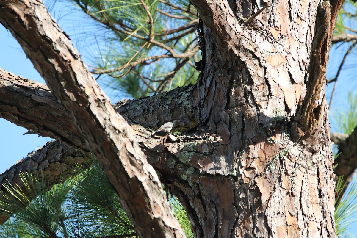 Brown-headed Nuthatch - ML625401640