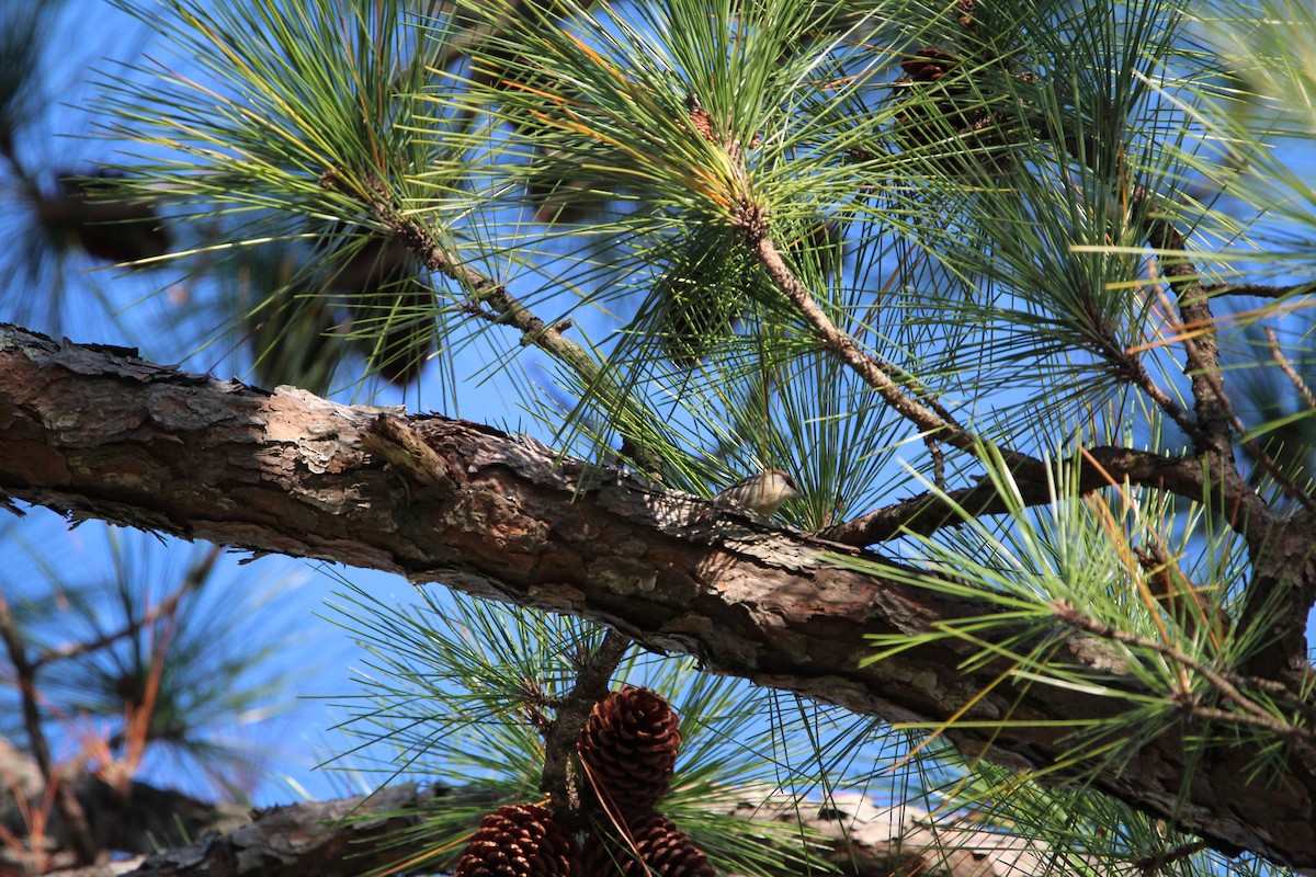 Brown-headed Nuthatch - ML625401641