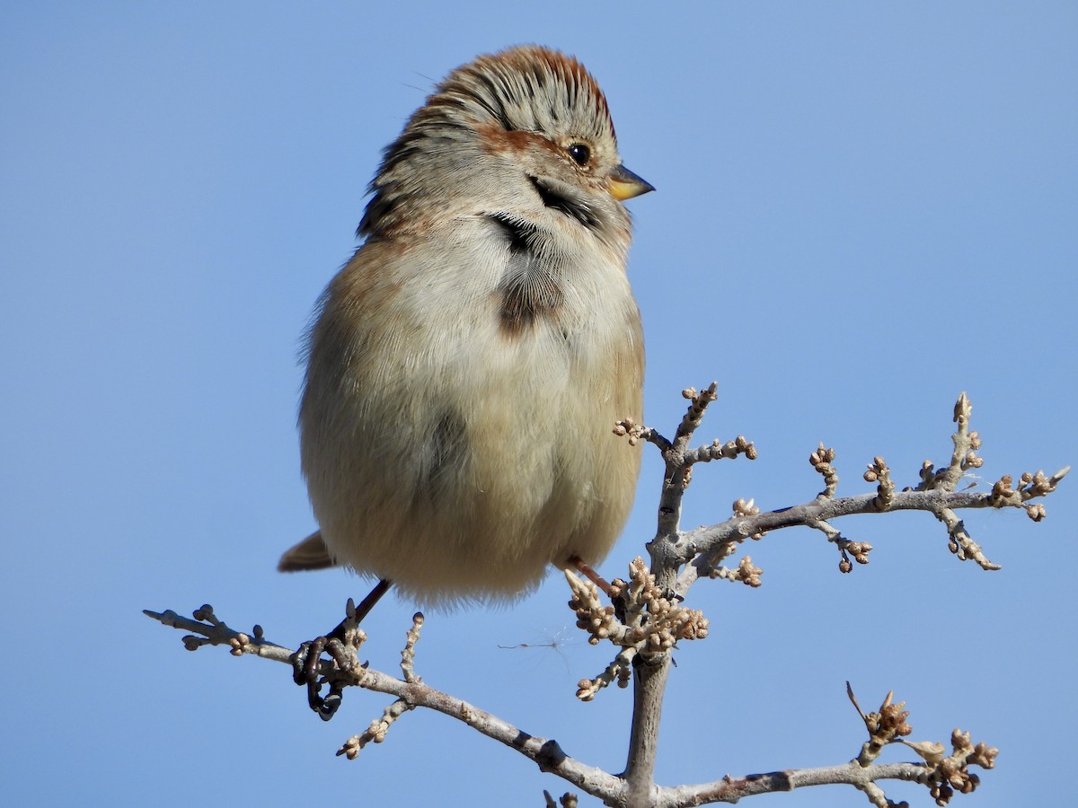 American Tree Sparrow - ML625401651