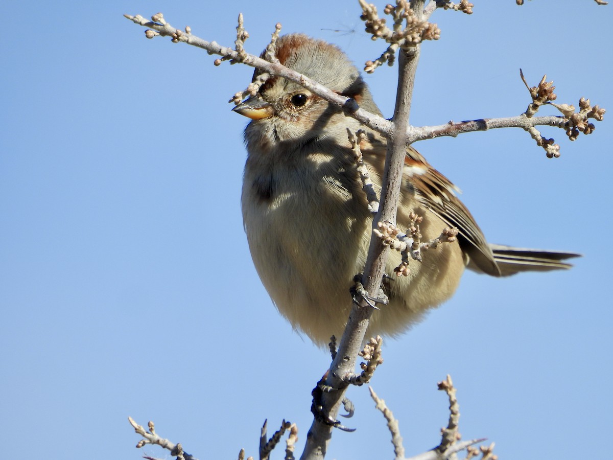 American Tree Sparrow - Dave Manzer