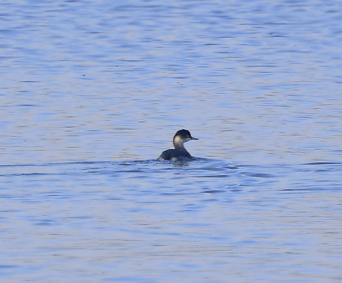 Eared Grebe - ML625401663