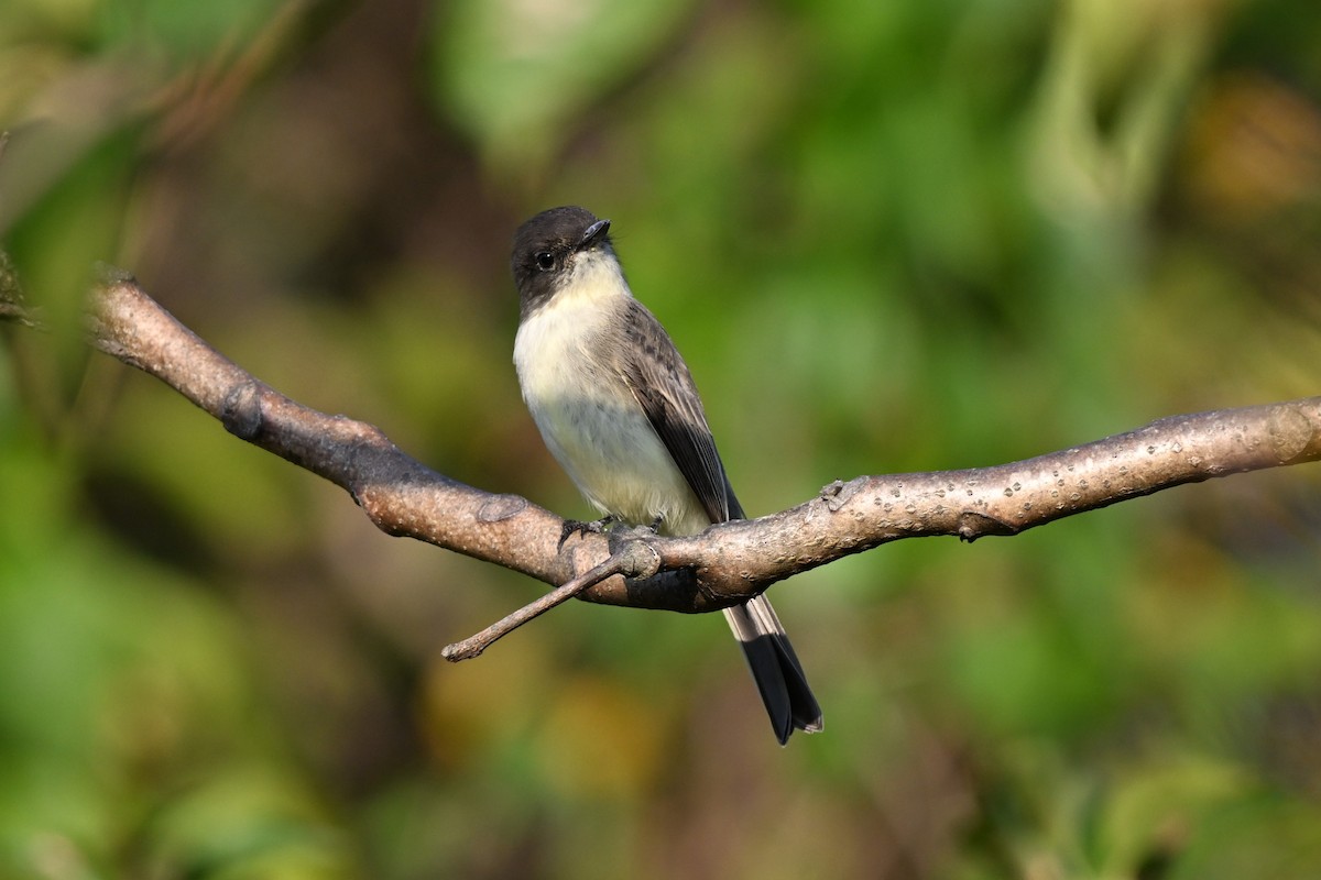 Eastern Phoebe - ML625401673