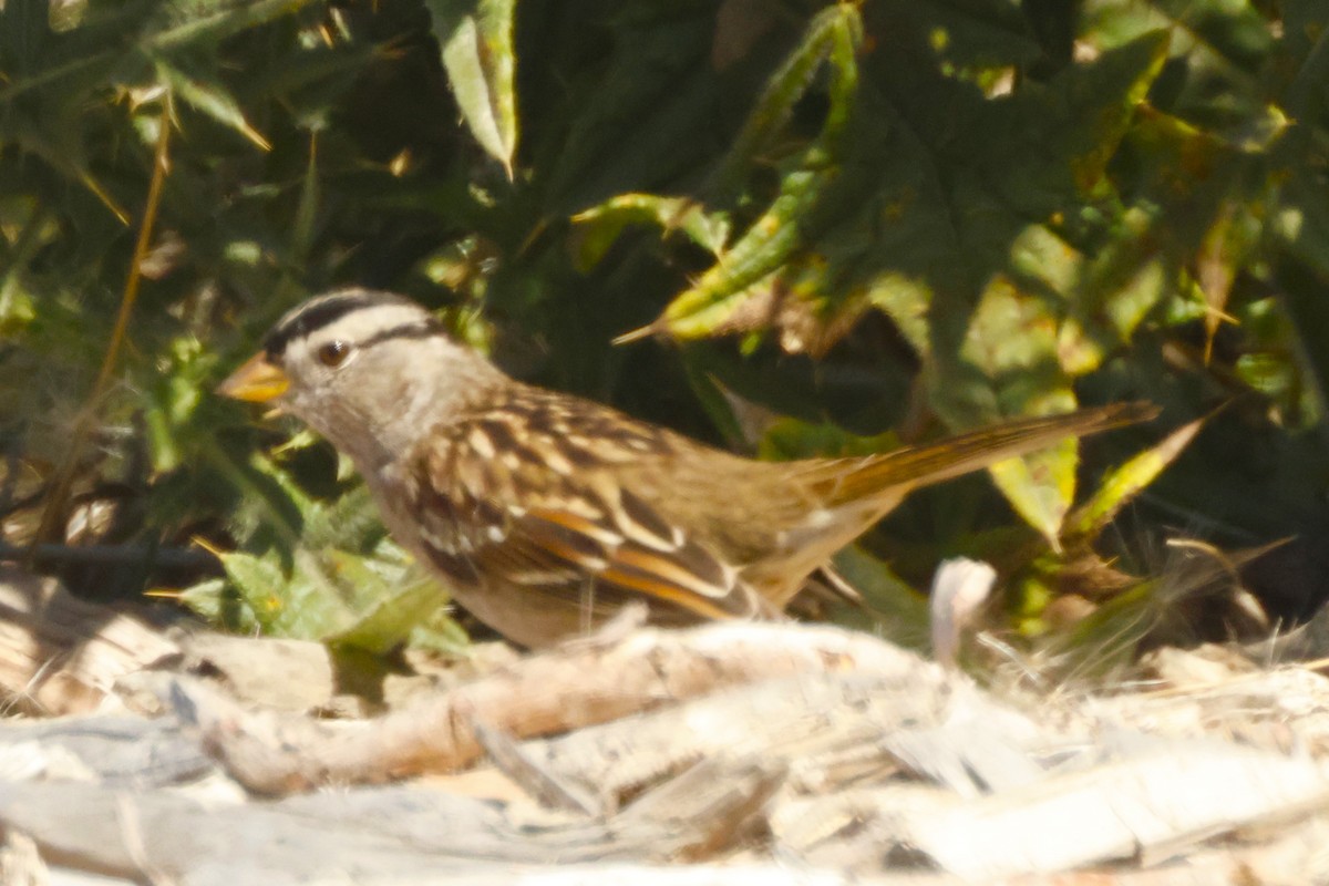 White-crowned Sparrow - ML625401682