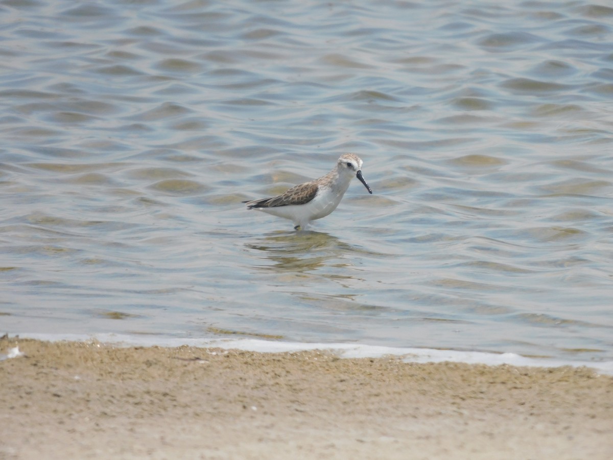 Western Sandpiper - ML625401697