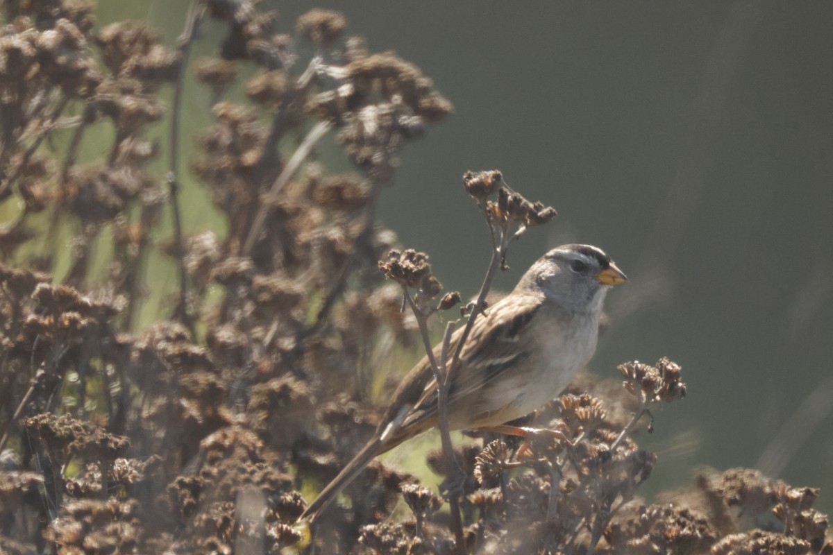 White-crowned Sparrow - ML625401705