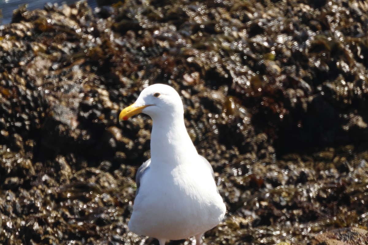 Western Gull - ML625401711