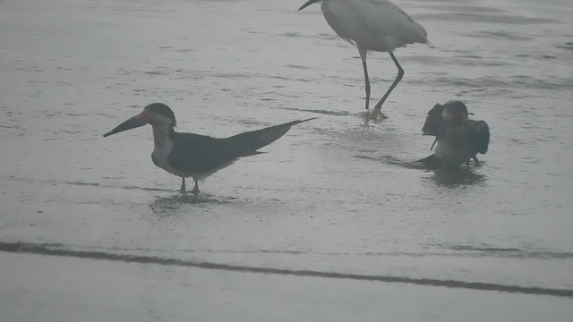 Black Skimmer - ML625401725