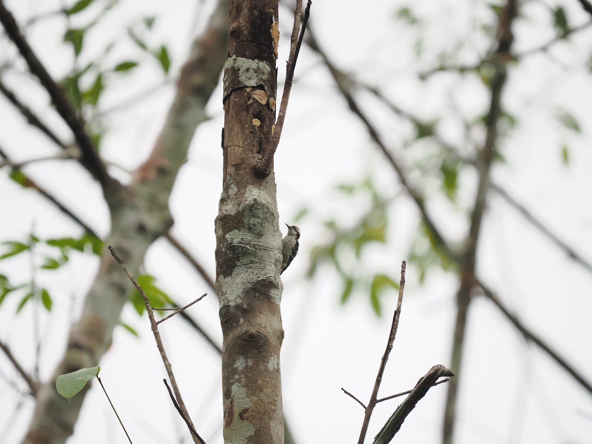 Brown-capped Pygmy Woodpecker - ML625401731