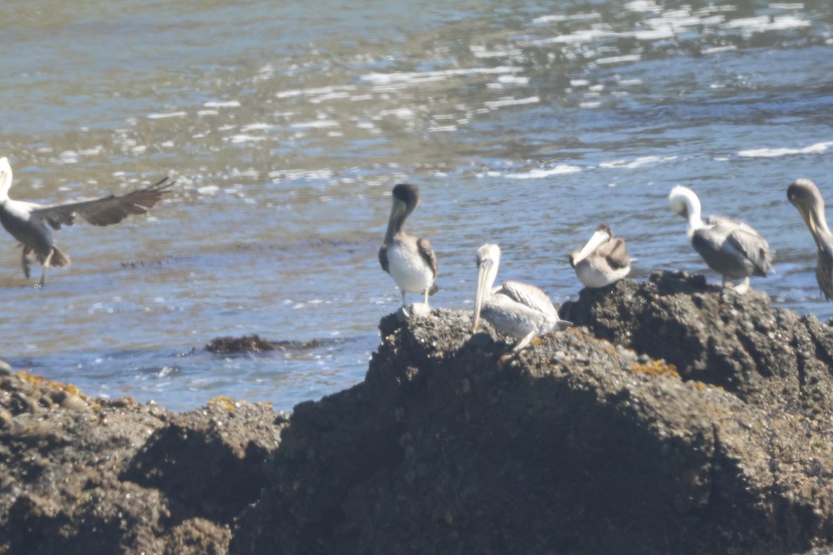 Brown Pelican - ML625401751