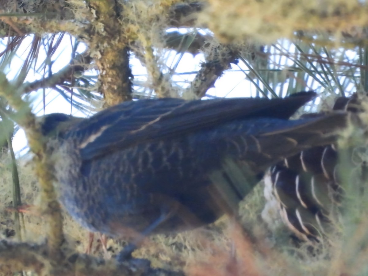 Tricolored Blackbird - ML625401771