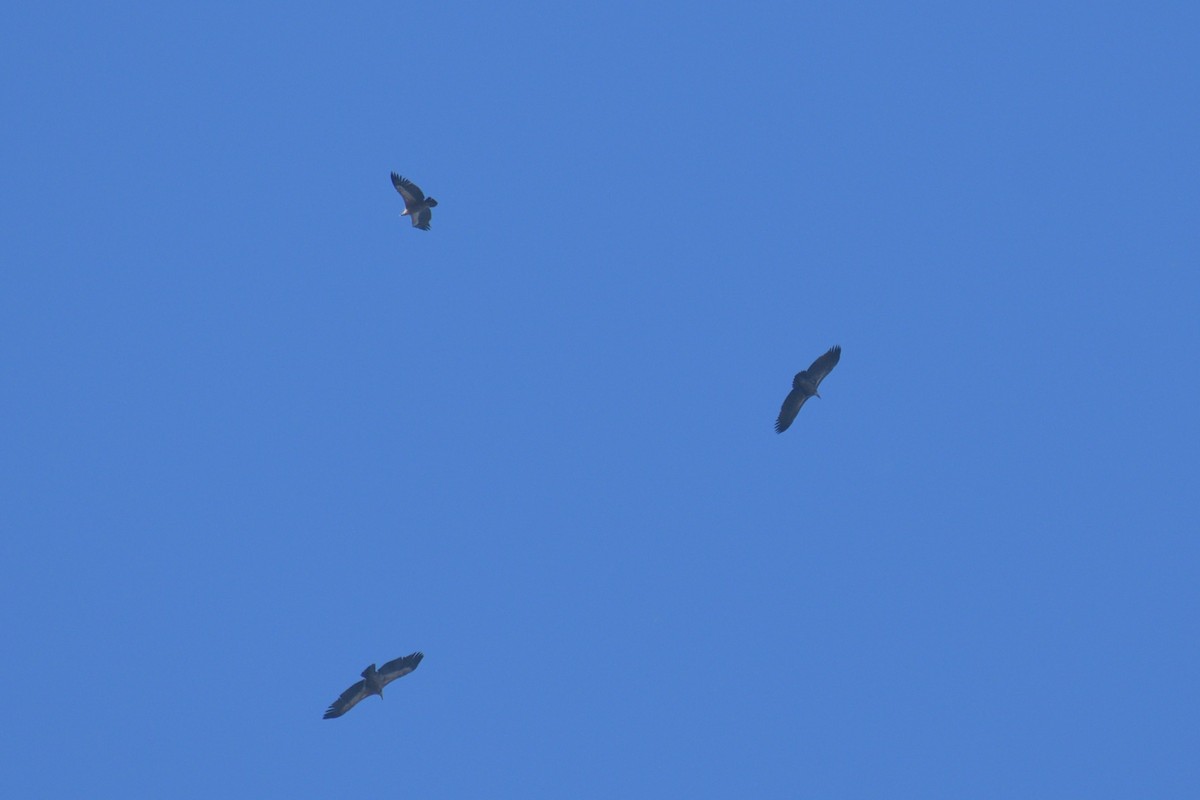 Rüppell's Griffon - ML625401779