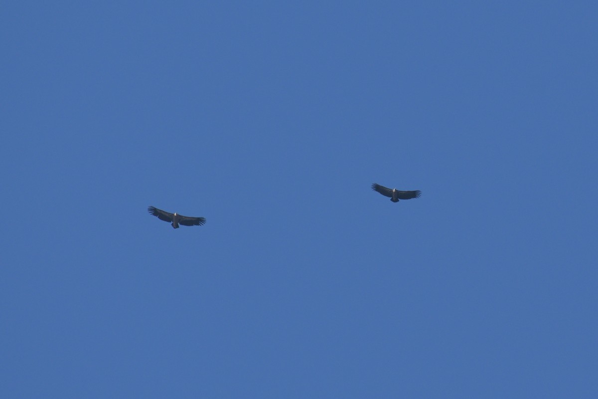 Rüppell's Griffon - ML625401780
