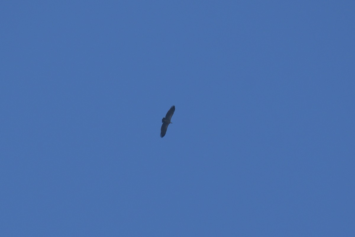 Rüppell's Griffon - ML625401781