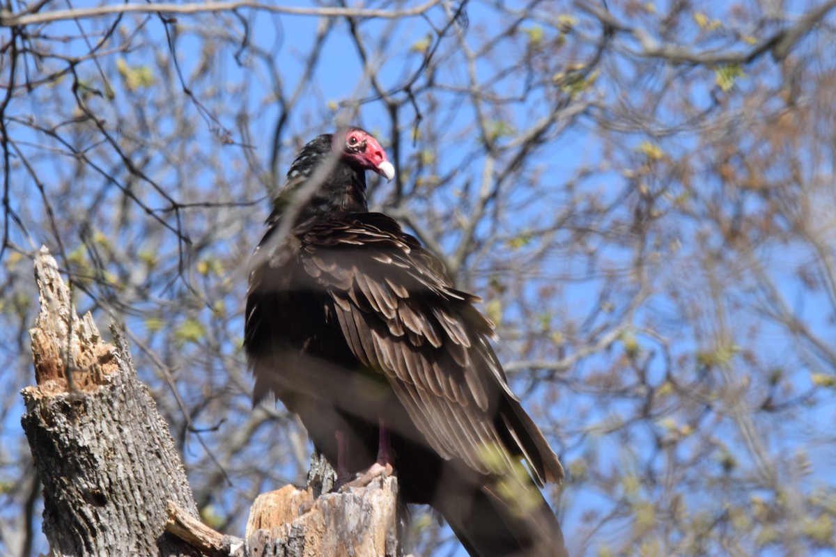 Turkey Vulture - David  Minoli