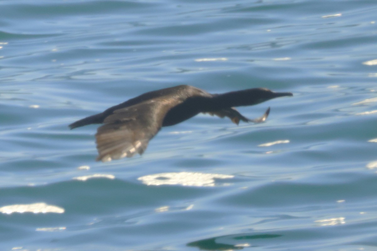 Brandt's Cormorant - ML625401822