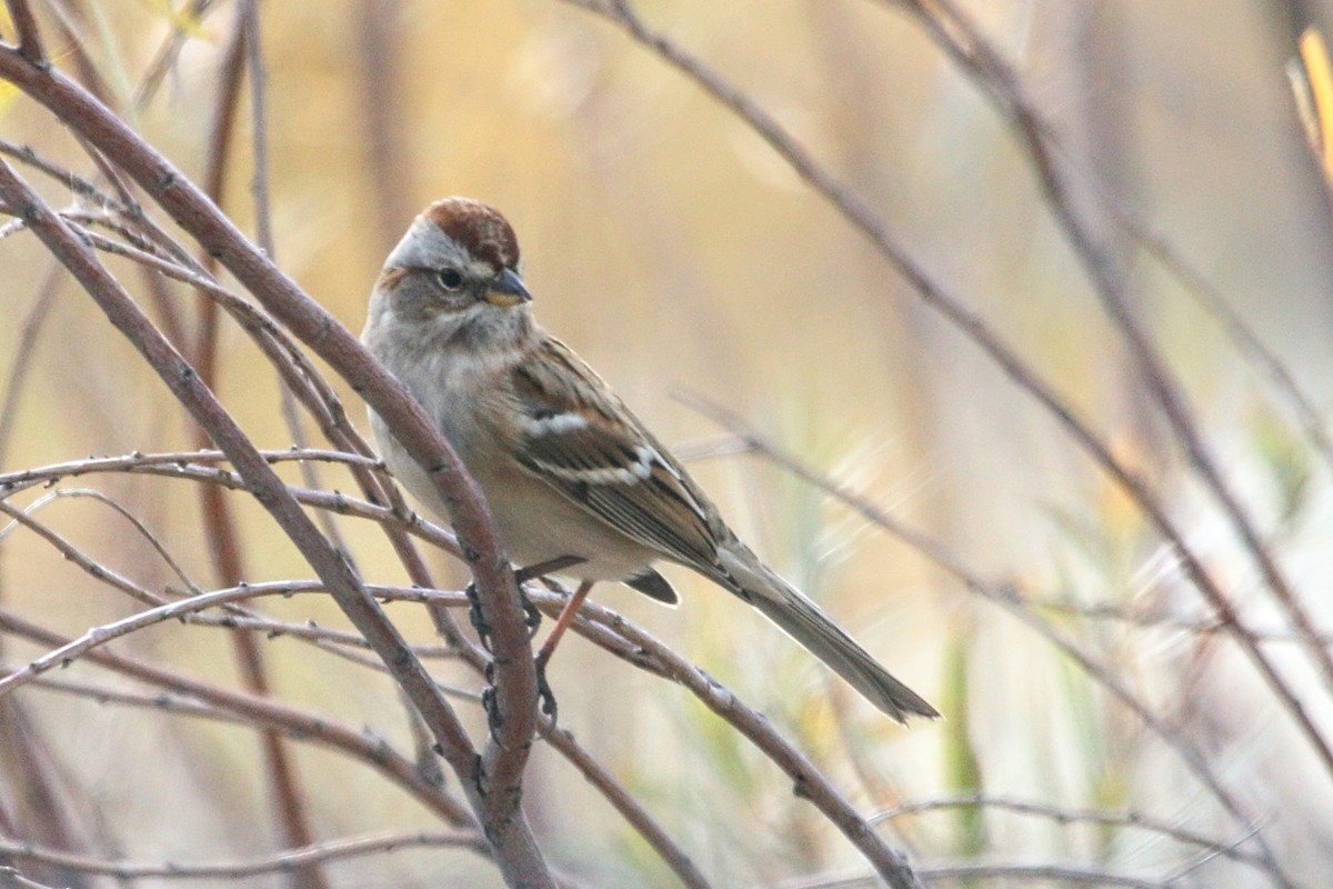 American Tree Sparrow - ML625401857