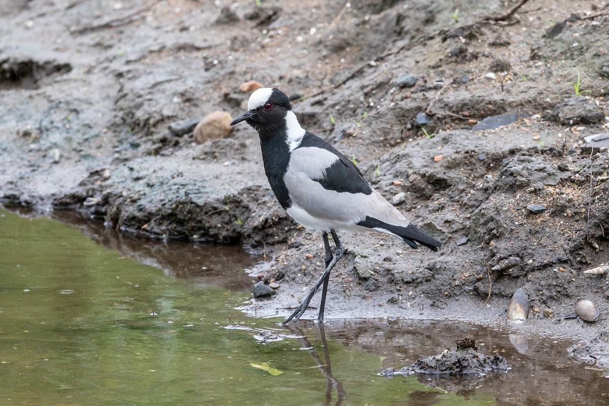Blacksmith Lapwing - ML625401933