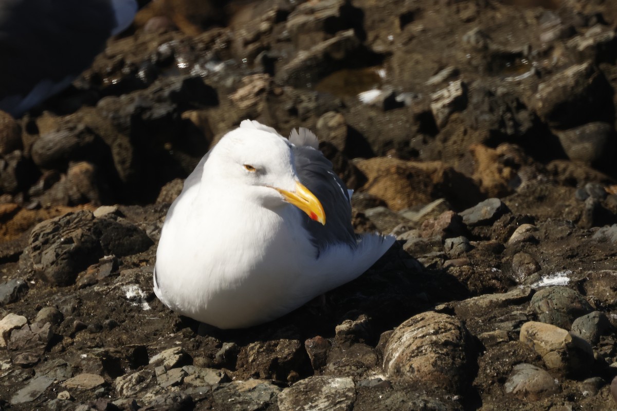 Western Gull - ML625401939