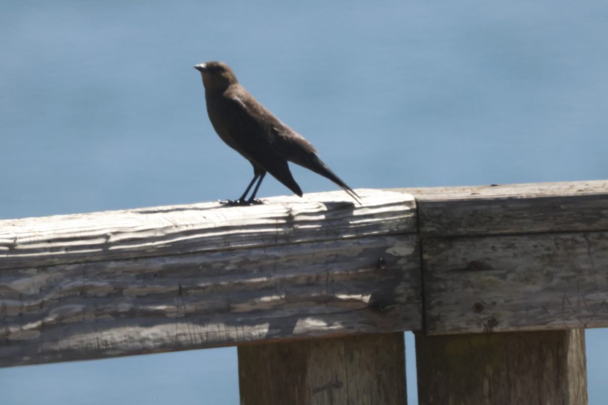 Brewer's Blackbird - ML625401969