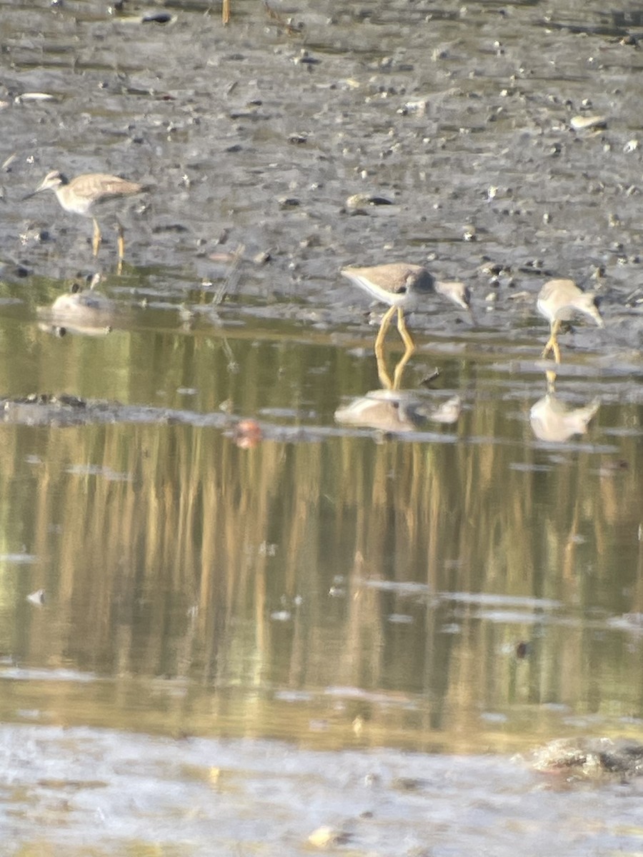 Greater Yellowlegs - ML625401973