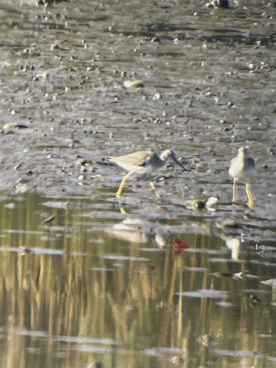 Greater Yellowlegs - ML625401974