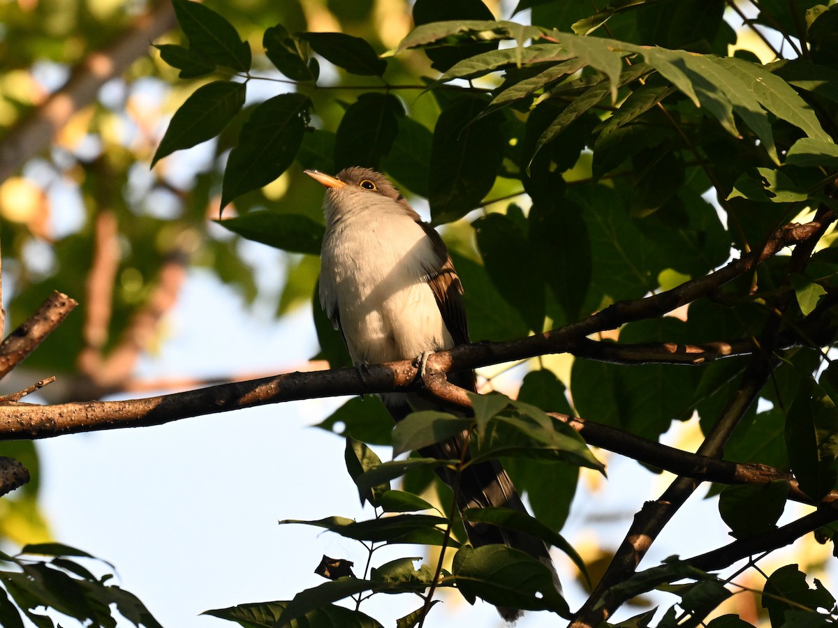 Yellow-billed Cuckoo - ML625402013