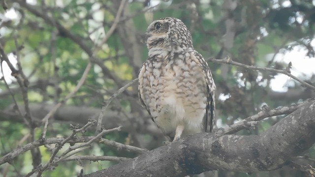 Burrowing Owl - ML625402065