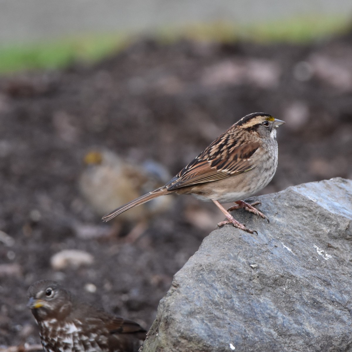 White-throated Sparrow - ML625402070